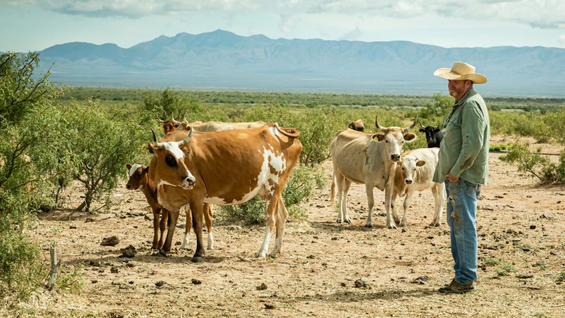 NMSU receives a grant to research sustainable beef production
