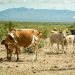 NMSU receives a grant to research sustainable beef production