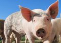 Survey wants farmers’ views on animal welfare