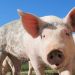 Survey wants farmers’ views on animal welfare