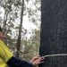 Koala losses from recent NSW bushfires ‘One of the most significant biodiversity impacts in our history’