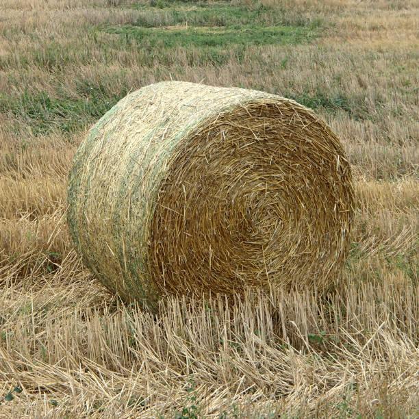 Bale Netwrap Market Growth Overview, Size, SWOT Analysis
