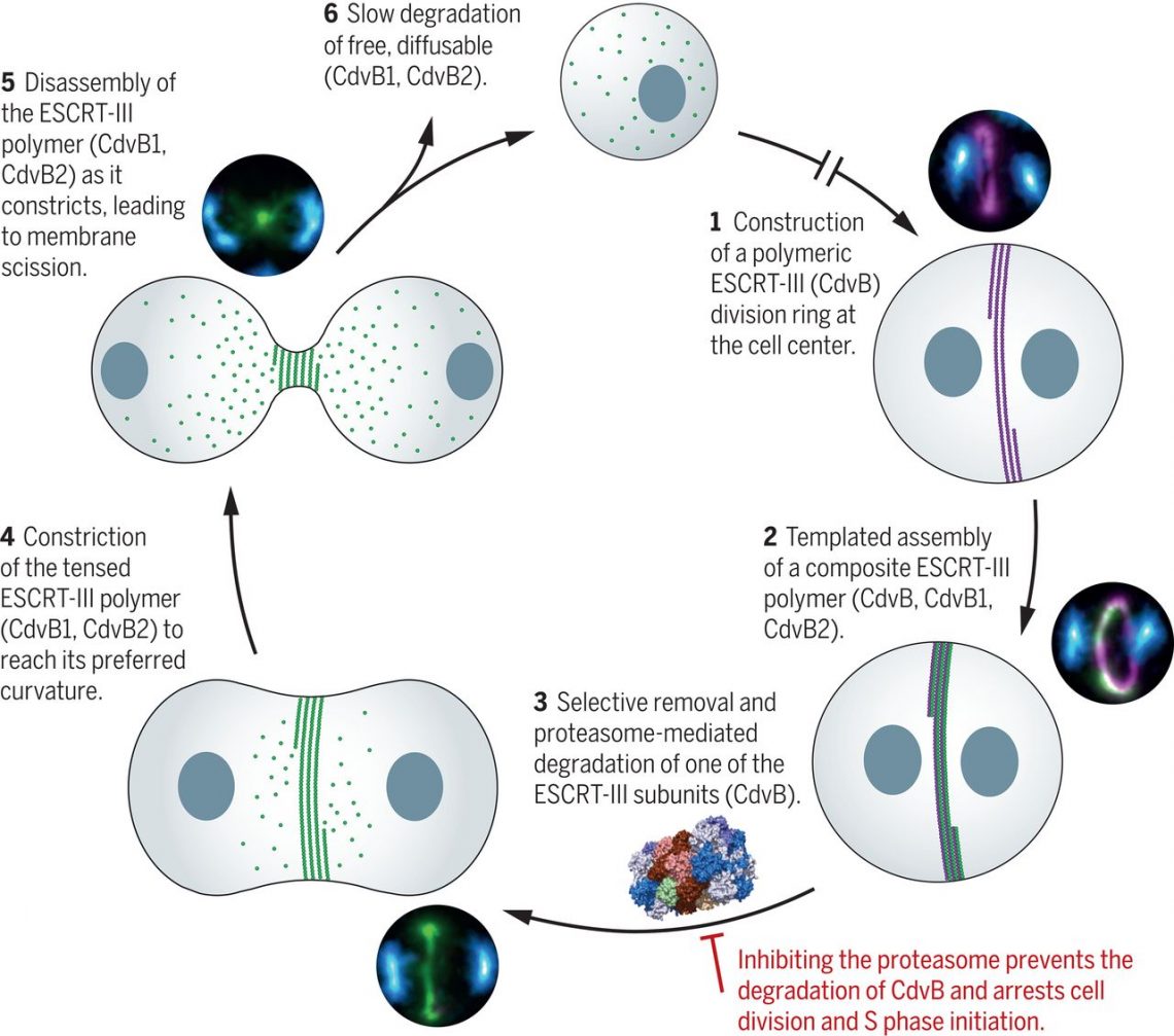 The proteasome controls ESCRT-III–mediated cell division in an archaeon