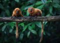 Pandemic delays critical vaccine for endangered golden lion tamarins