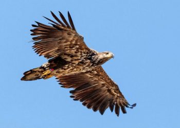 Adventurous Eaglets Delight Researchers – Iceland Monitor