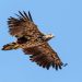 Adventurous Eaglets Delight Researchers – Iceland Monitor