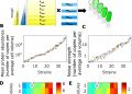 Extrinsic noise prevents the independent tuning of gene expression noise and protein mean abundance in bacteria