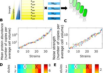 Extrinsic noise prevents the independent tuning of gene expression noise and protein mean abundance in bacteria