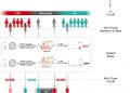 A CRISPR-Cas12a-based specific enhancer for more sensitive detection of SARS-CoV-2 infection
