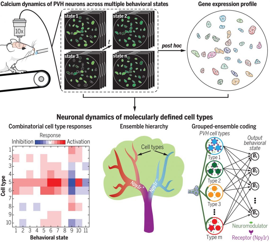 Behavioral state coding by molecularly defined paraventricular hypothalamic cell type ensembles – Science Magazine