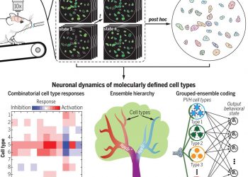 Behavioral state coding by molecularly defined paraventricular hypothalamic cell type ensembles – Science Magazine