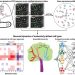 Behavioral state coding by molecularly defined paraventricular hypothalamic cell type ensembles – Science Magazine