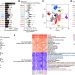 Endogenous retroviruses drive KRAB zinc-finger protein family expression for tumor suppression