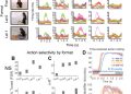 A shared neural substrate for action verbs and observed actions in human posterior parietal cortex