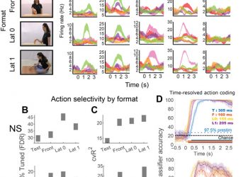 A shared neural substrate for action verbs and observed actions in human posterior parietal cortex