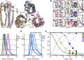 Regulation of chaperone function by coupled folding and oligomerization