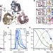 Regulation of chaperone function by coupled folding and oligomerization