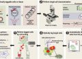 Versatile phenotype-activated cell sorting | Science Advances
