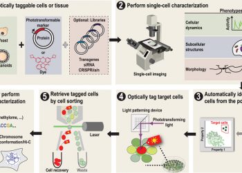 Versatile phenotype-activated cell sorting | Science Advances