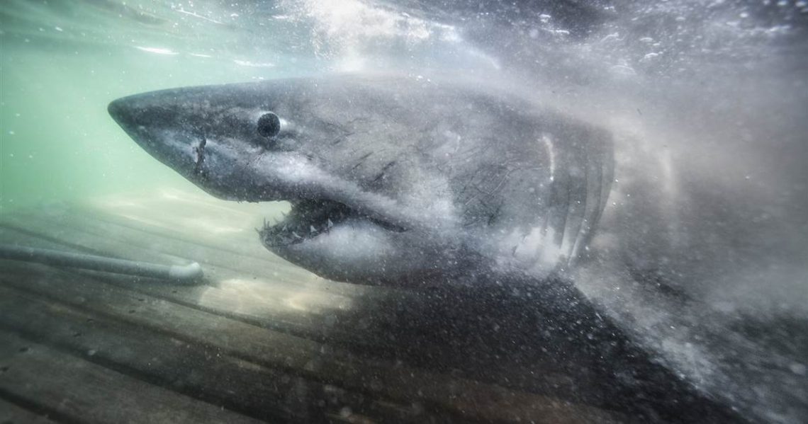 Researchers find ‘Queen of the Ocean’ ancient great white shark off Nova Scotia coast