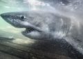 Researchers find ‘Queen of the Ocean’ ancient great white shark off Nova Scotia coast