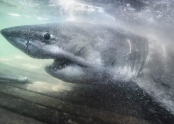 Researchers find ‘Queen of the Ocean’ ancient great white shark off Nova Scotia coast