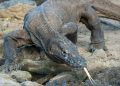 ‘Jurassic Park’ project poses no threat to Komodo dragons, Indonesia says