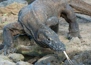 ‘Jurassic Park’ project poses no threat to Komodo dragons, Indonesia says