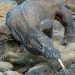 ‘Jurassic Park’ project poses no threat to Komodo dragons, Indonesia says