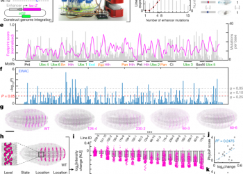 Dense and pleiotropic regulatory information in a developmental enhancer