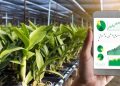 Food provenance platform set to boost SA beef supply chain