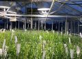 Clemson rejoins forces with collaborative group to kick-start small grains program | Agriculture