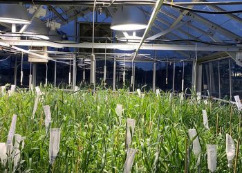 Clemson rejoins forces with collaborative group to kick-start small grains program | Agriculture