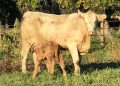 Cow-Calf Producer Focus Group Looks At Cost Of Production
