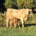 Cow-Calf Producer Focus Group Looks At Cost Of Production