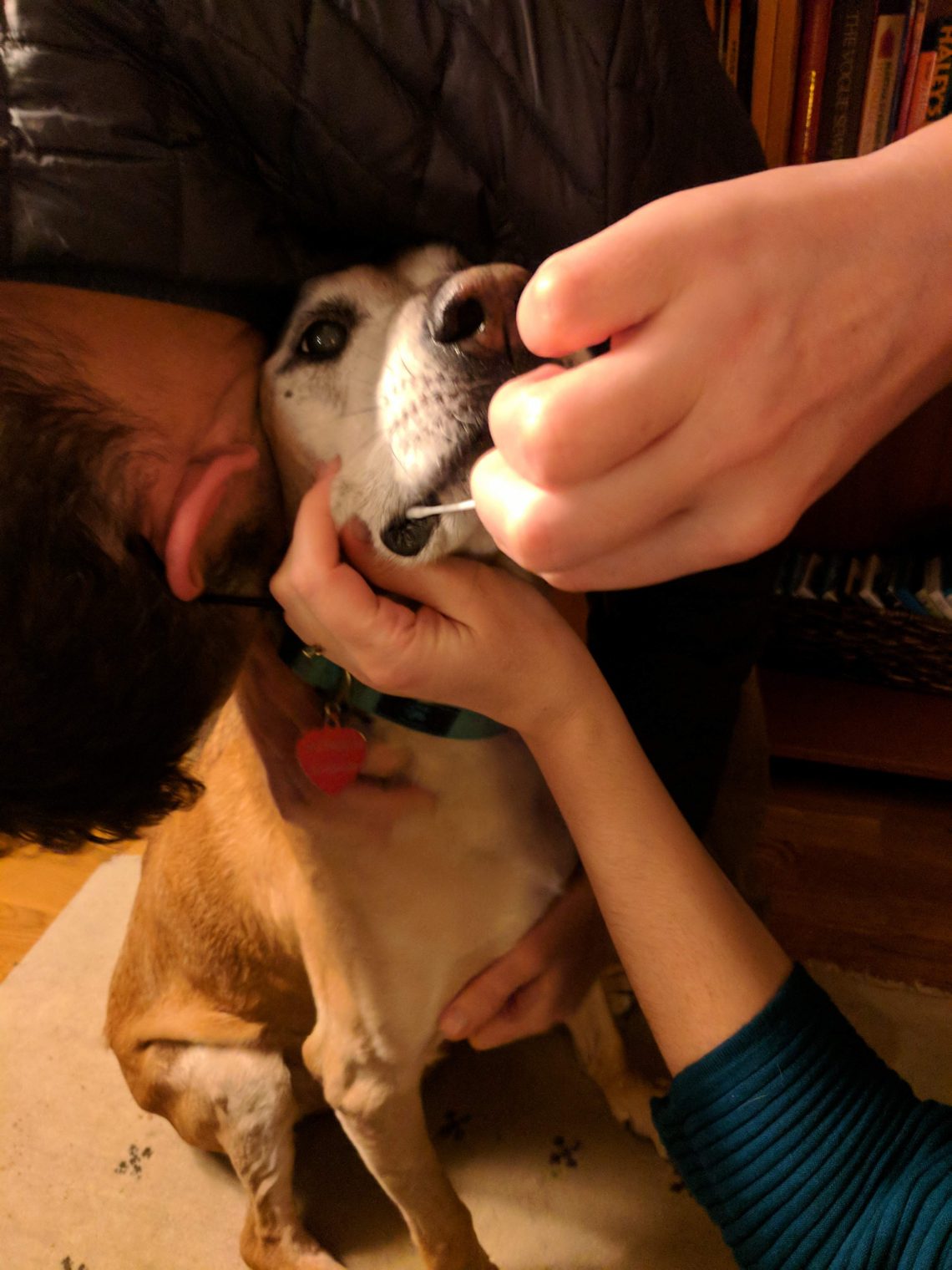 Skepticism led woman to send dog DNA to Orig3n. Scientists question the reliability of direct-to-consumer genetic testing and analysis. – News – southcoasttoday.com