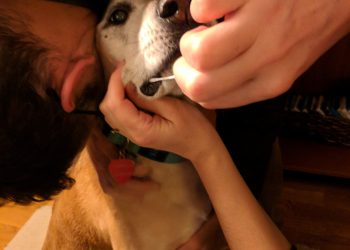 Skepticism led woman to send dog DNA to Orig3n. Scientists question the reliability of direct-to-consumer genetic testing and analysis. – News – southcoasttoday.com