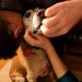 Skepticism led woman to send dog DNA to Orig3n. Scientists question the reliability of direct-to-consumer genetic testing and analysis. – News – southcoasttoday.com