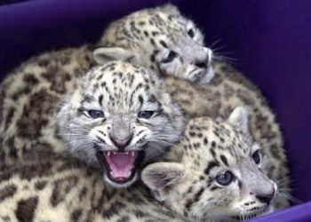 Snow leopard count to begin next month in Uttarakhand- The New Indian Express