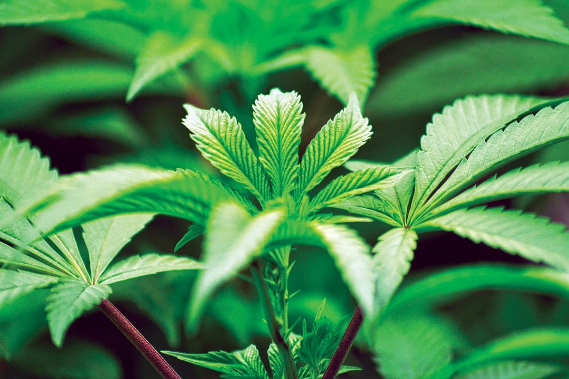 A case study in how to develop a national cannabis flower brand