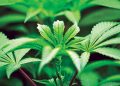 A case study in how to develop a national cannabis flower brand
