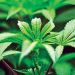A case study in how to develop a national cannabis flower brand