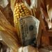 Lawsuit says Trump administration tries to cut farm wages