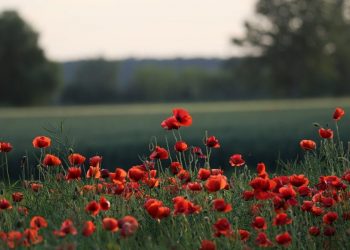 Polkadot, Ontology, Tron Price Analysis: 05 October