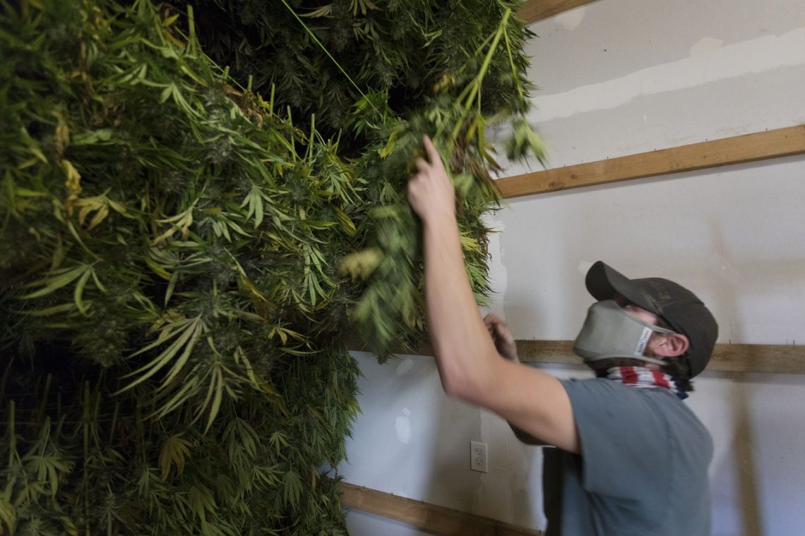 Oregon’s hemp boom bets big on CBD