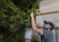 Oregon’s hemp boom bets big on CBD