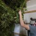 Oregon’s hemp boom bets big on CBD