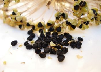 Flower Seeds Market SWOT Analysis by Key Players: Limagrain,