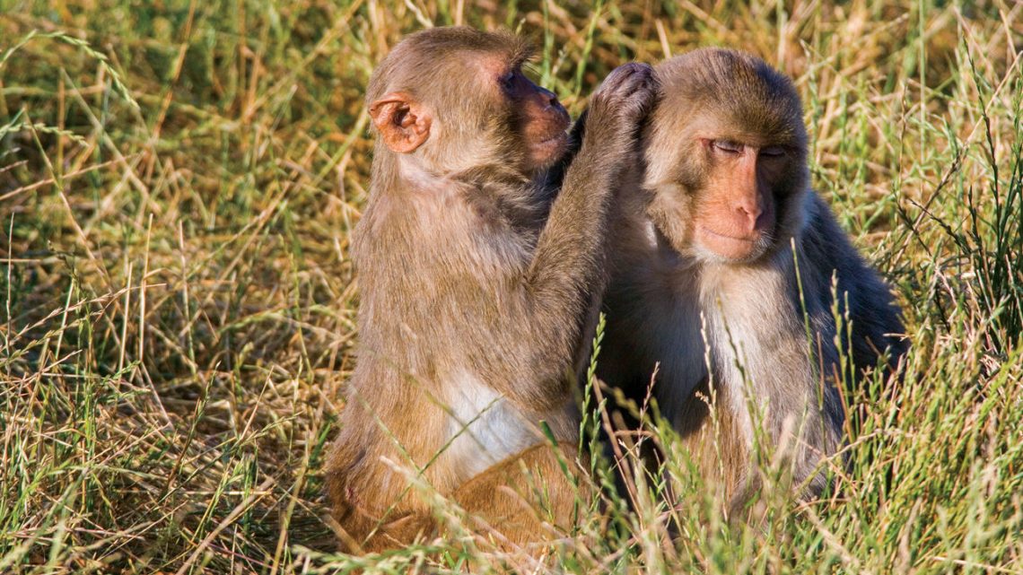 Saying human trials aren’t enough, researchers call for comparison of COVID-19 vaccines in monkeys | Science