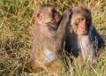 Saying human trials aren’t enough, researchers call for comparison of COVID-19 vaccines in monkeys | Science